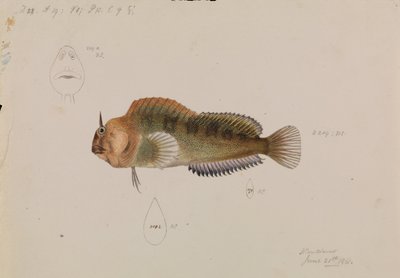 Tasmanian Blenny, Parablennius tasmanianus by Arthur Bartholomew